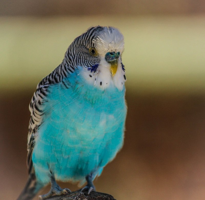Волнистый попугай Budgie