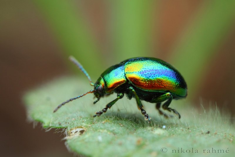 Phalacrognathus muelleri