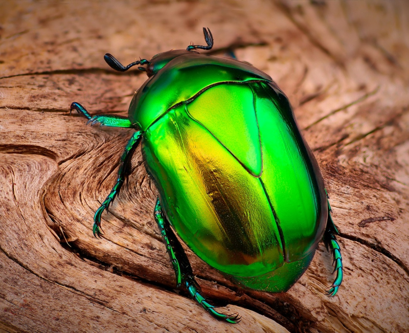 Torynorrhina flammea