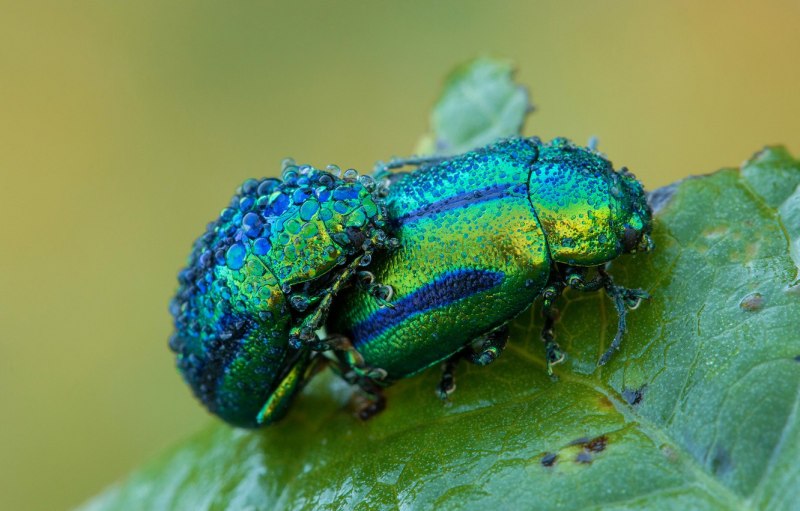 Hoplia coerulea жуки