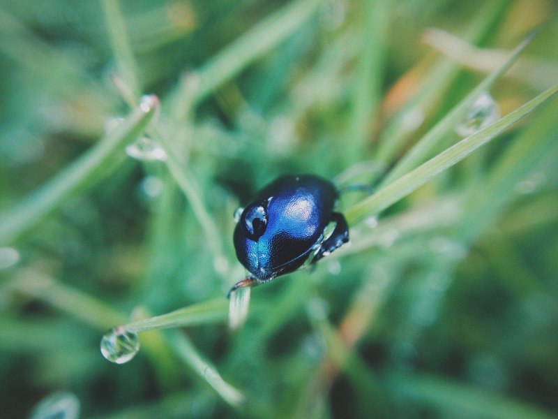 Жук Chrysolina cerealis