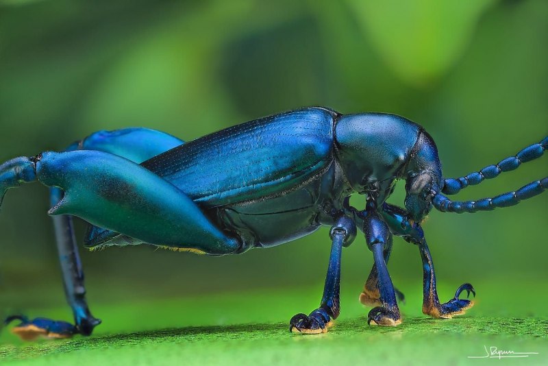Жук Callidium violaceum