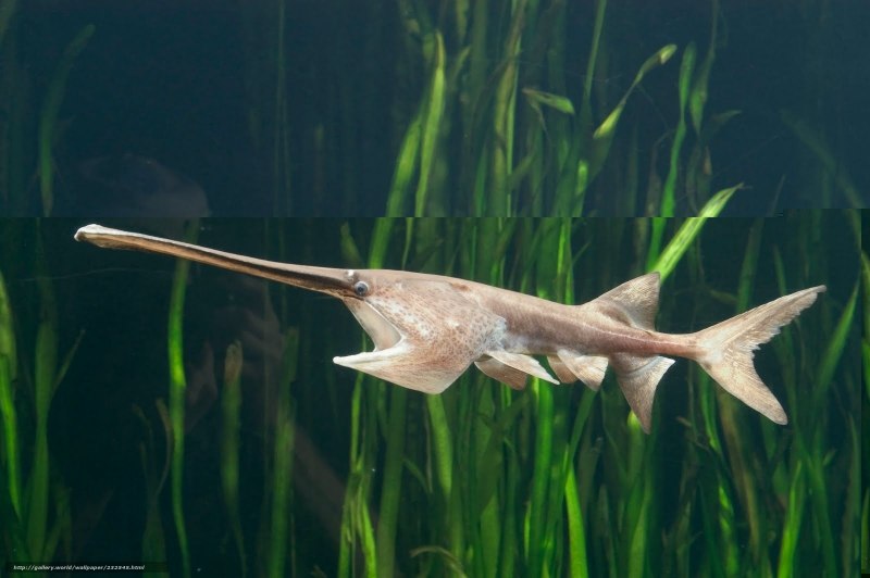 Веслонос (Polyodon spathula)