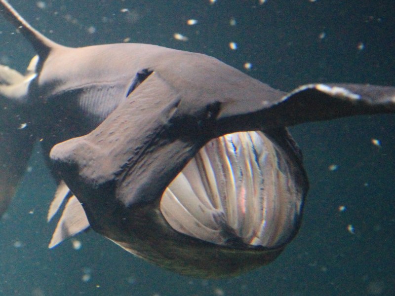 Веслонос (Psephurus Gladius)