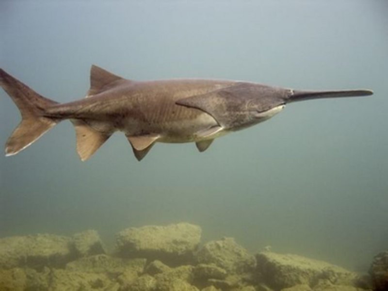 Веслонос (Polyodon spathula)