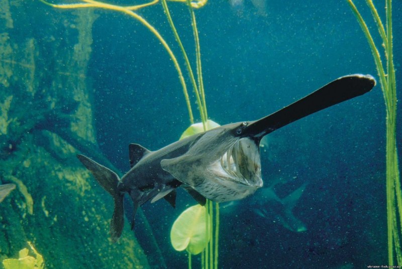 Веслонос (Polyodon spathula)
