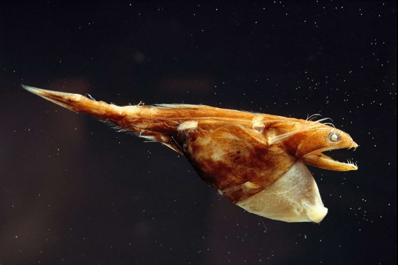 Sphyrna Zygaena