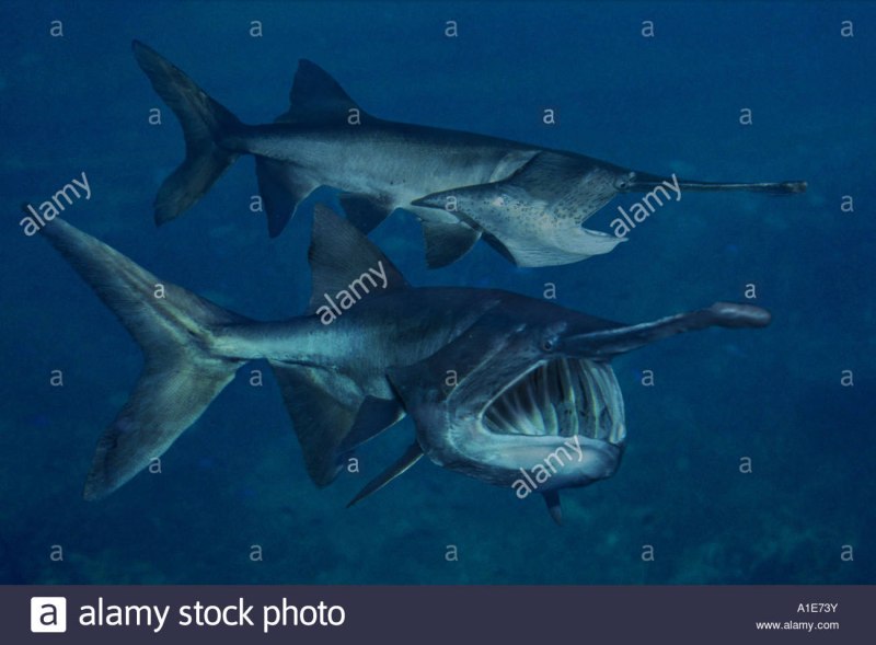 Европейский сом Silurus GLANIS