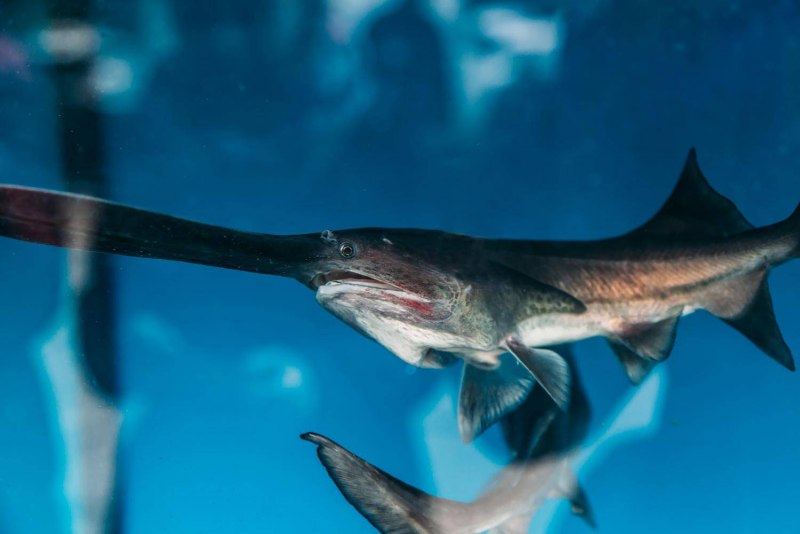 Веслонос (Psephurus Gladius)