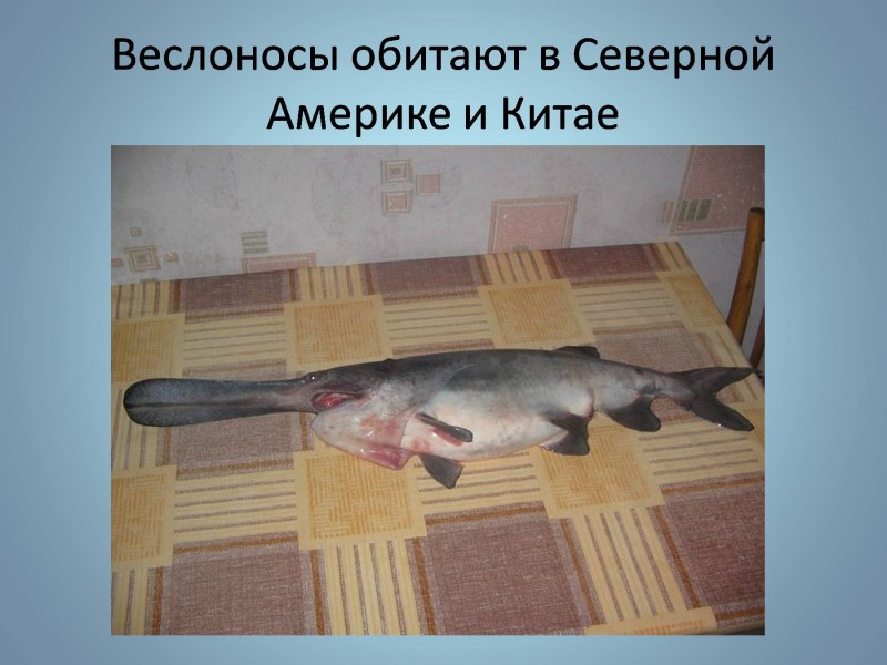 Гигантская молотоголовая акула