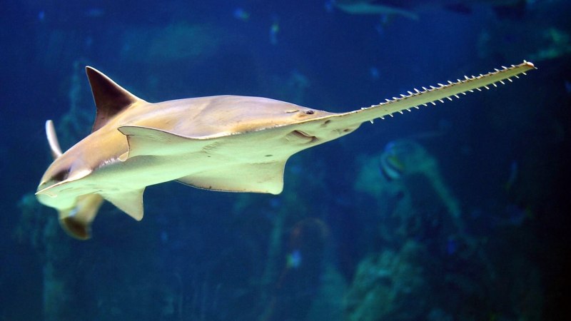 Акула-молот (Sphyrna Zygaena)