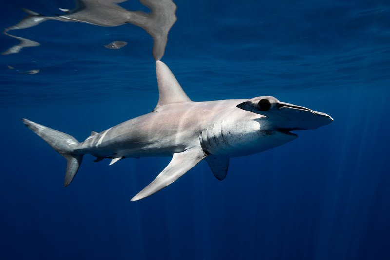 Sphyrna lewini