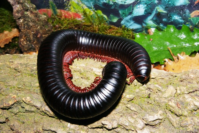 Гигантский кивсяк Archispirostreptus Gigas