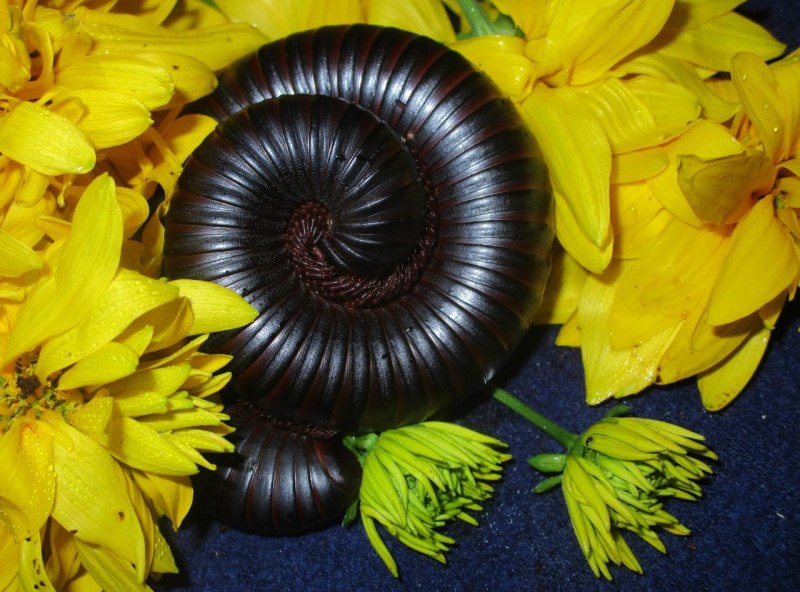 Кивсяка Гигаса (archispyrostreptus Gigas)