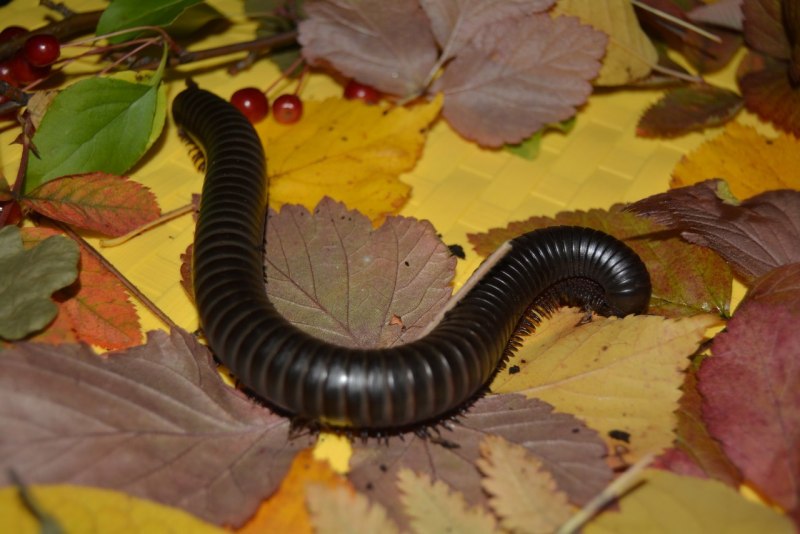 Кивсяк серый Rossiulus kessleri