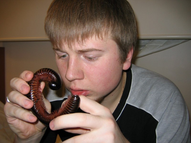 Tonkinbolus dollfusi
