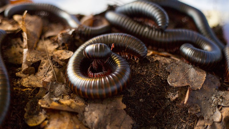 Оливковый кивсяк (Telodeinopus aoutii)