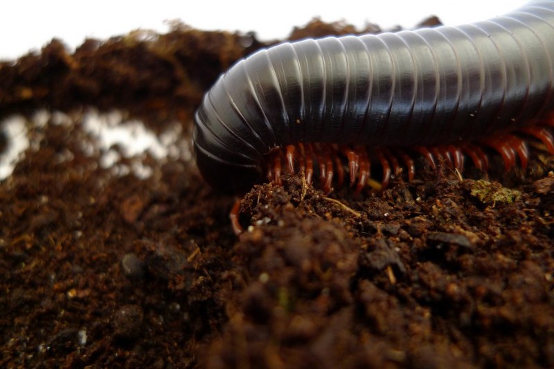 Гигантский кивсяк Archispirostreptus Gigas
