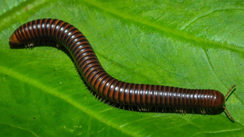 Гигантский кивсяк Archispirostreptus Gigas