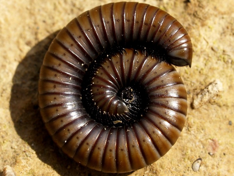 Giant Millipede