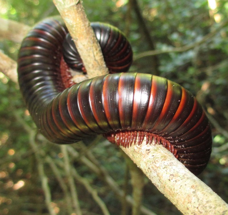 Многоножка Millipede