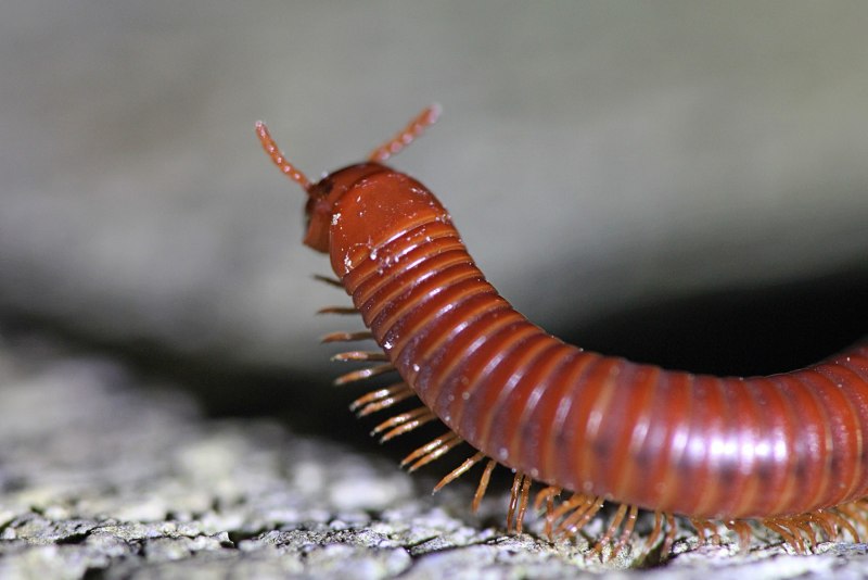 Многоножка Millipede