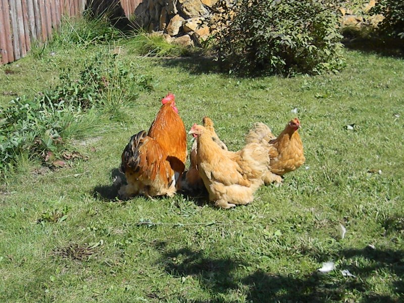Кохинхины куры