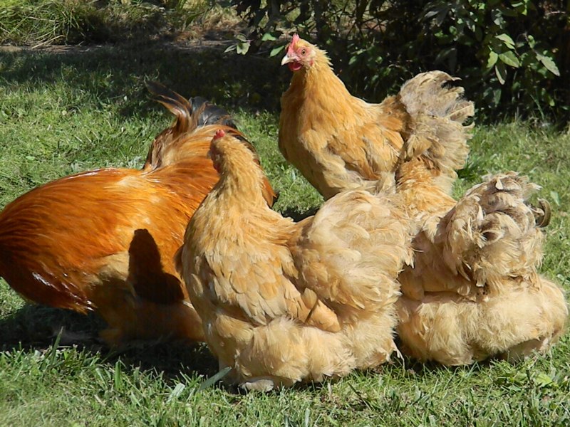 Орпингтоны и кохинхины