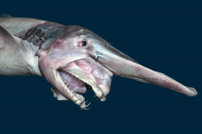 Гигантская акула (basking Shark)