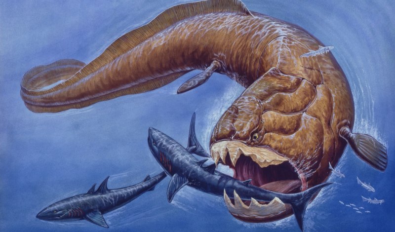 Гигантская акула Cetorhinus Maximus