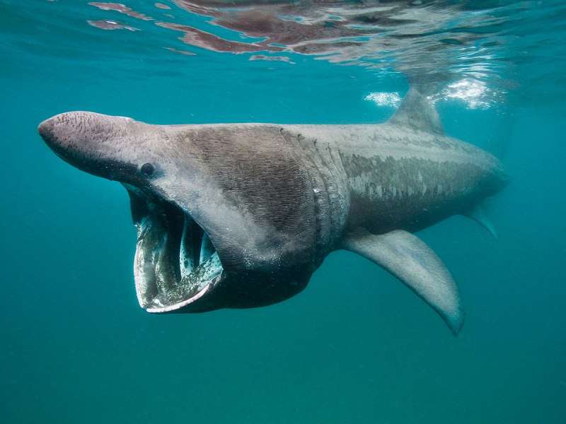Carcharodon carcharias