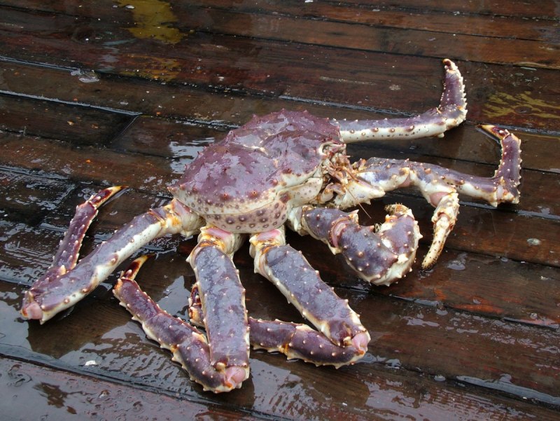 Дальневосточный морской заповедник Камчатский краб