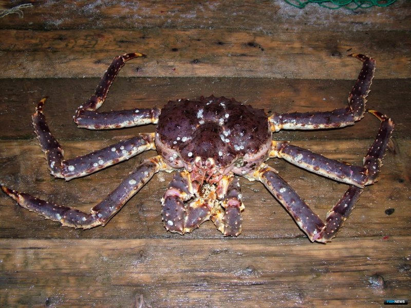 Крабы на Аляске