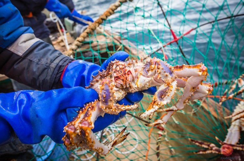 Дальневосточный морской заповедник Камчатский краб