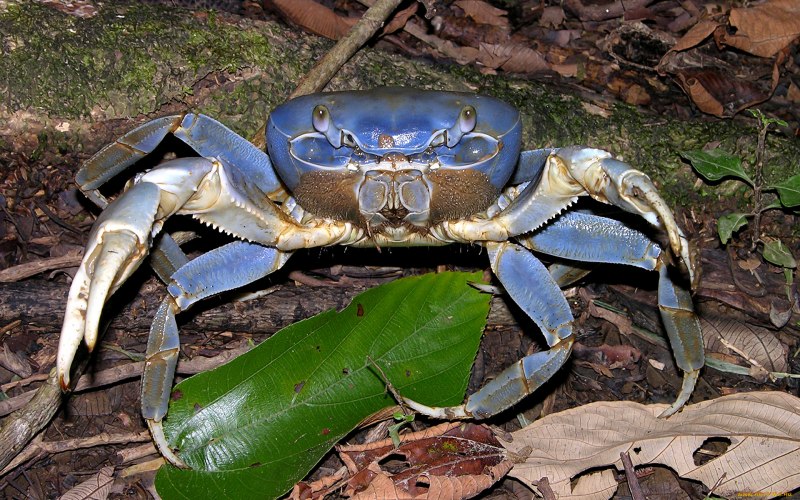 Сахалинский Королевский краб
