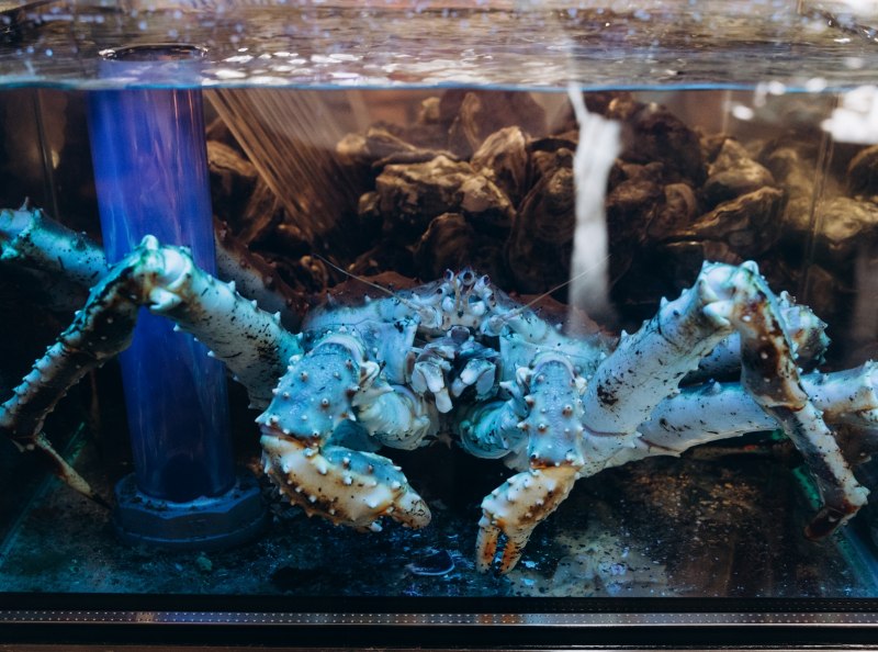 Краб синий (paralithodes Platypus)