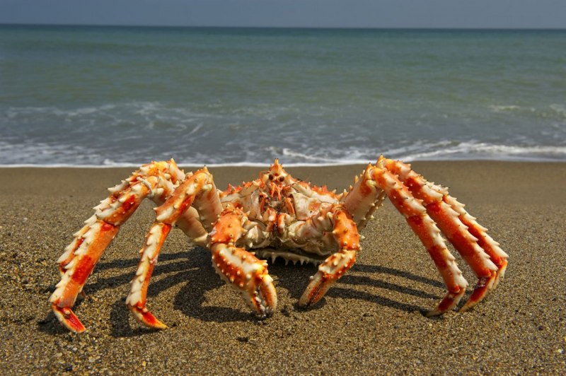 Голубой краб в черном море