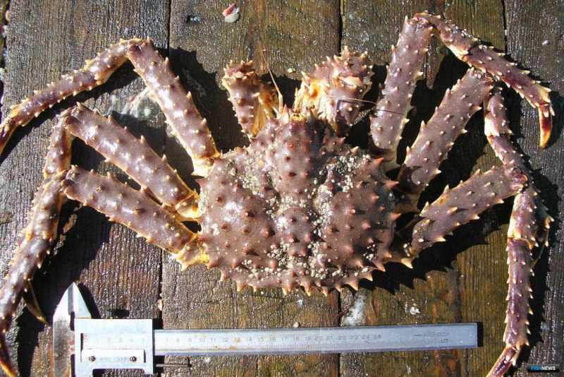 Callinectes sapidus
