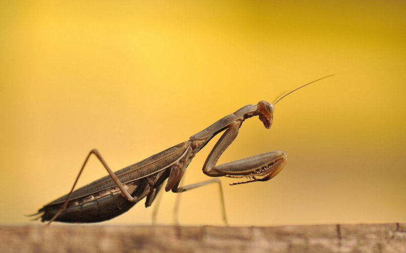 Praying Mantis Жук