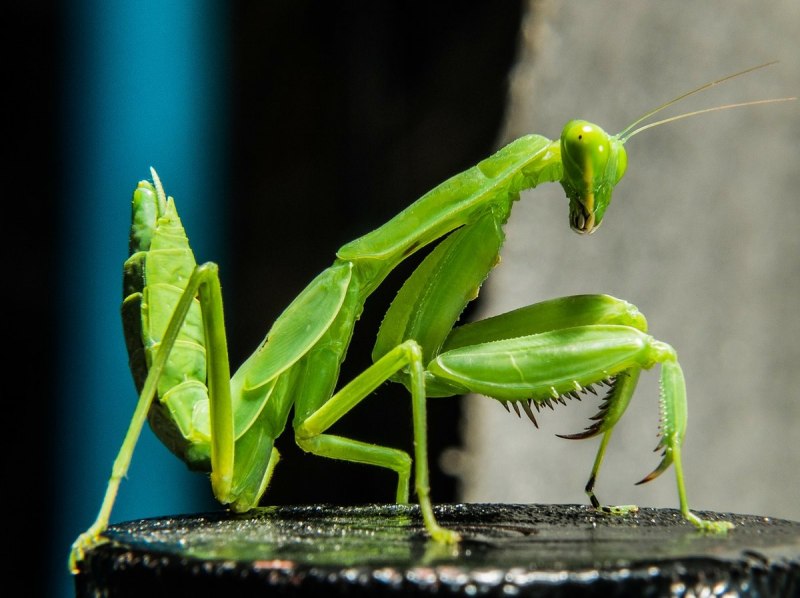 Богомол обыкновенный (Mantis religiosa)