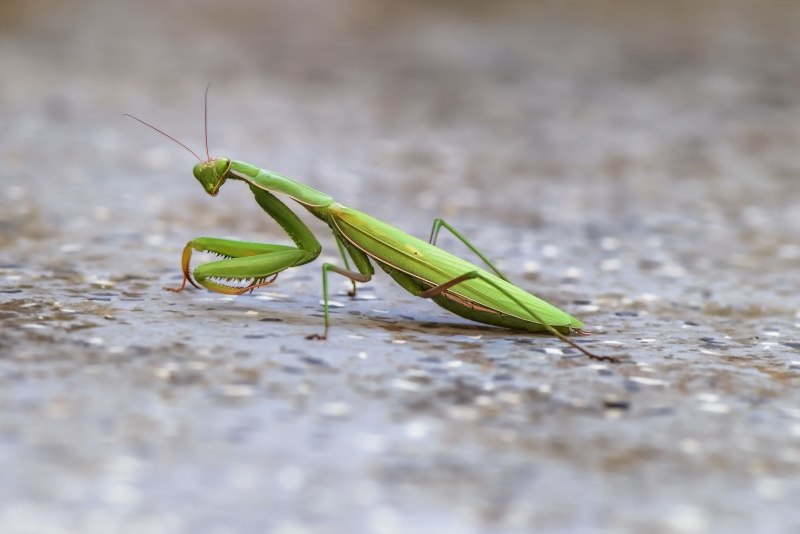 Mantis religiosa богомол