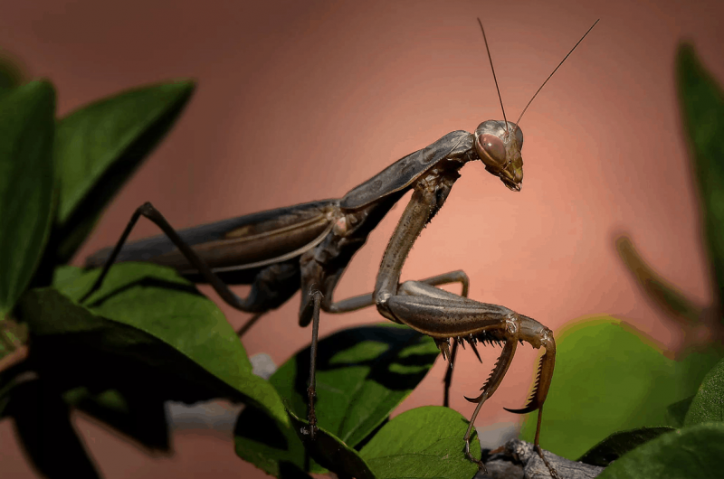 Земляной богомол (Geomantis Larvoides)