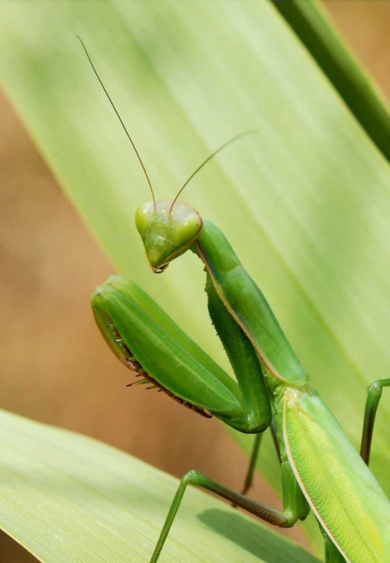 Богомол Mantis religiosa самка