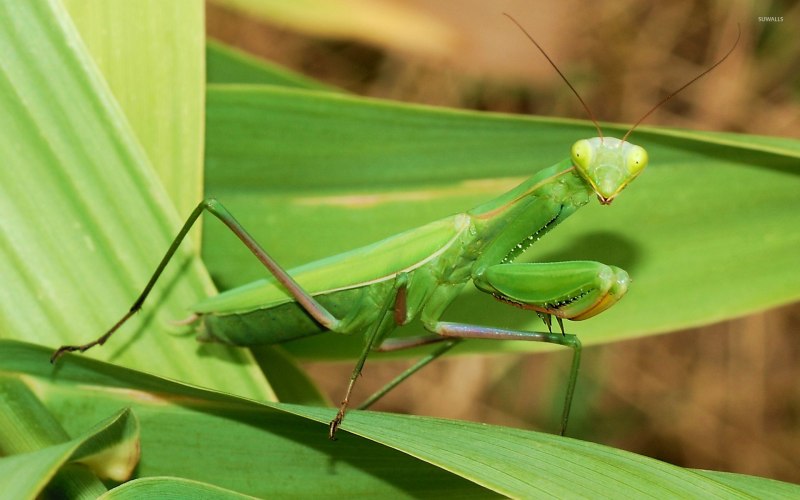 Богомол Mantis