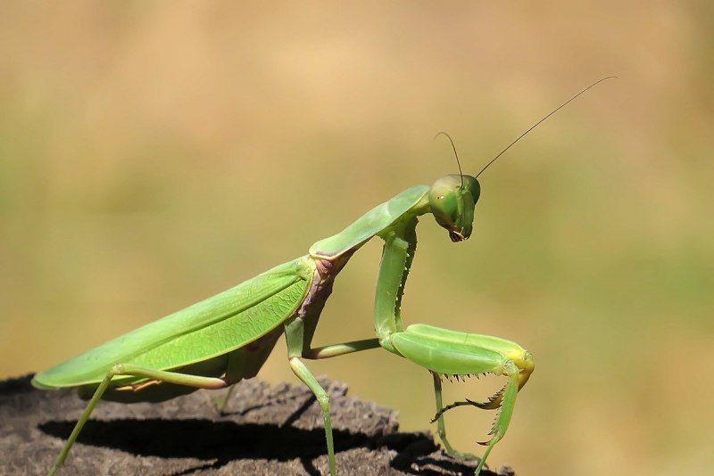 Ischnomantis Gigas богомол