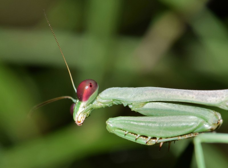 Praying Mantis насекомое