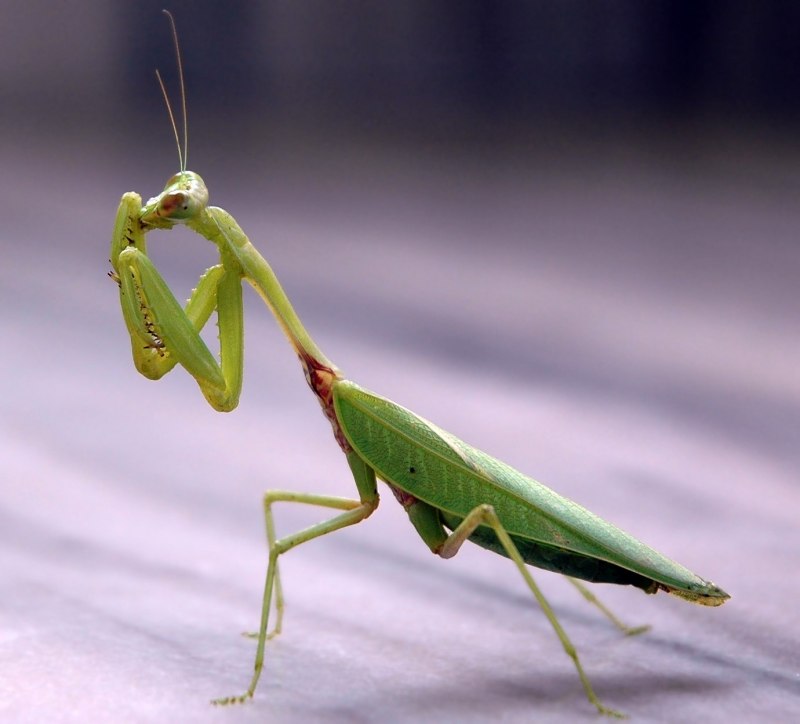 Praying Mantis насекомое