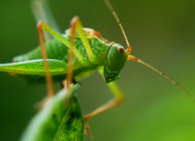 Чертов цветок (Idolomantis diabolica)