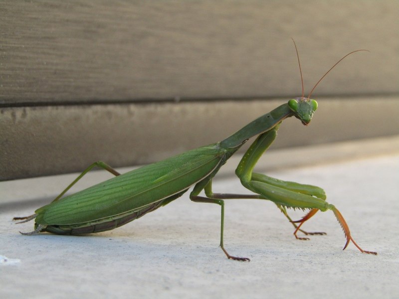 Богомол Mantis religiosa самка