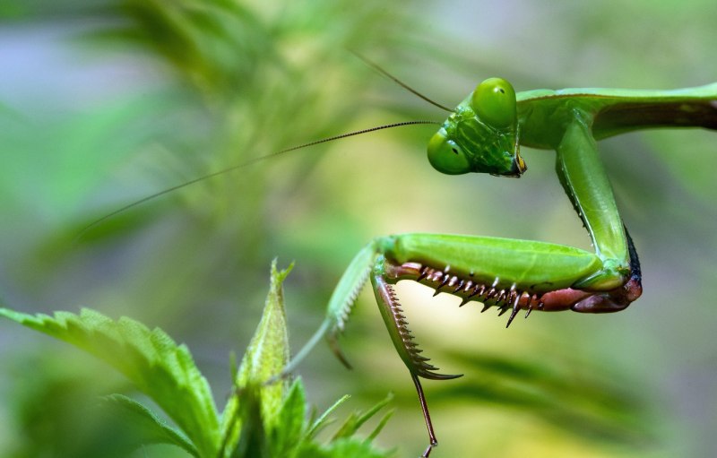 Praying Mantis насекомое